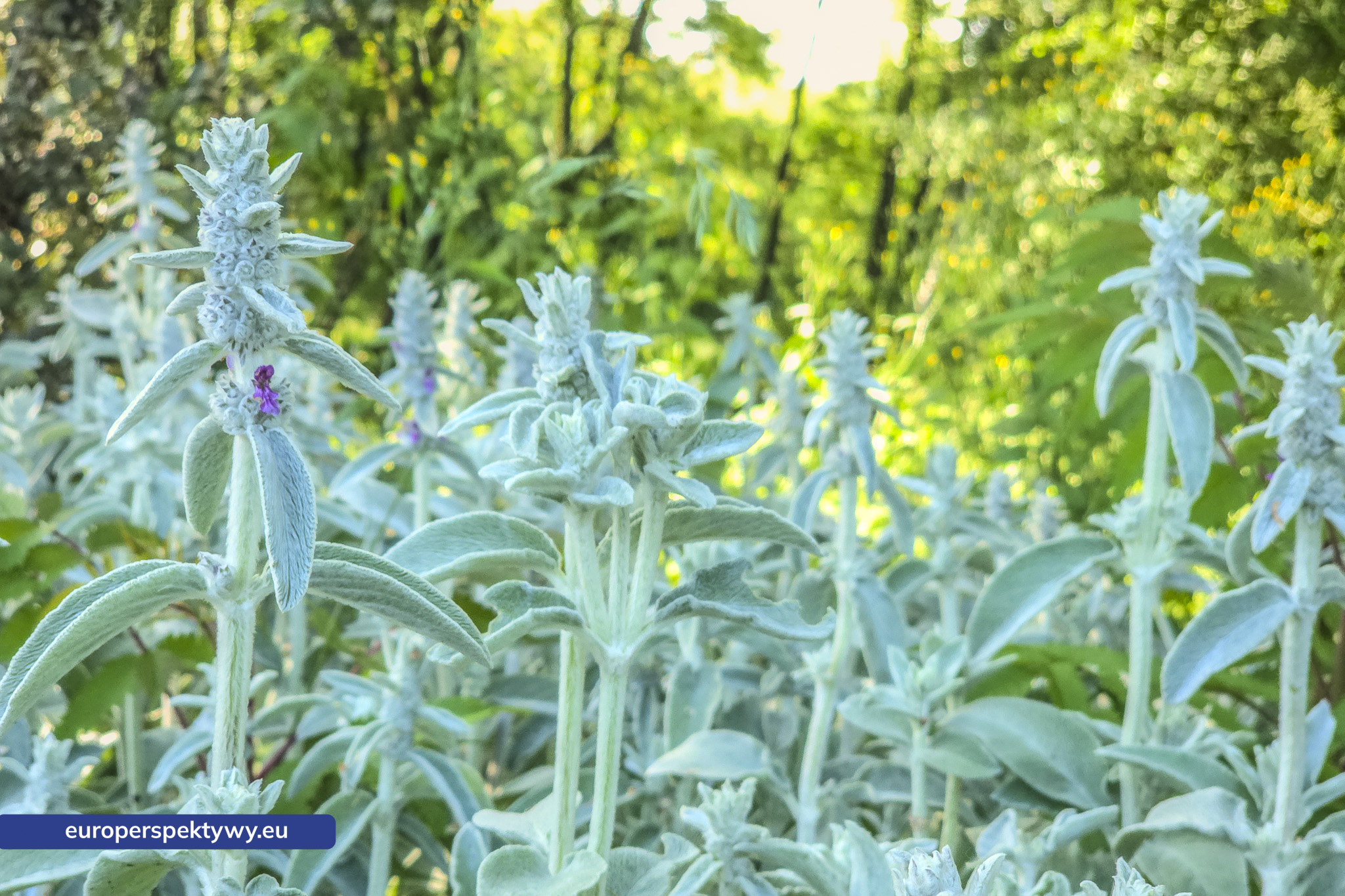 Europerspektywy Śląski Ogród Botaniczny – zielona przestrzeń, która uczy natury [fotoreportaż]