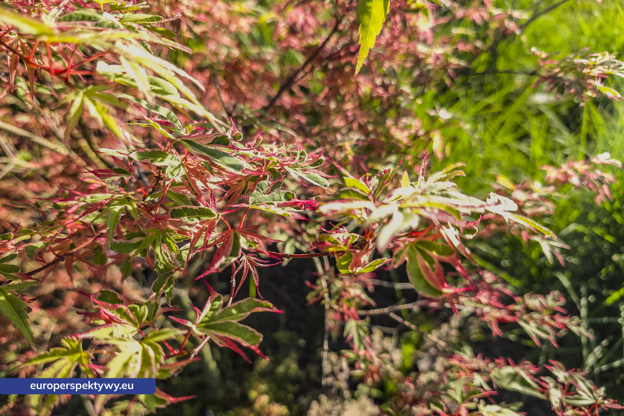 Europerspektywy Śląski Ogród Botaniczny – zielona przestrzeń, która uczy natury [fotoreportaż]