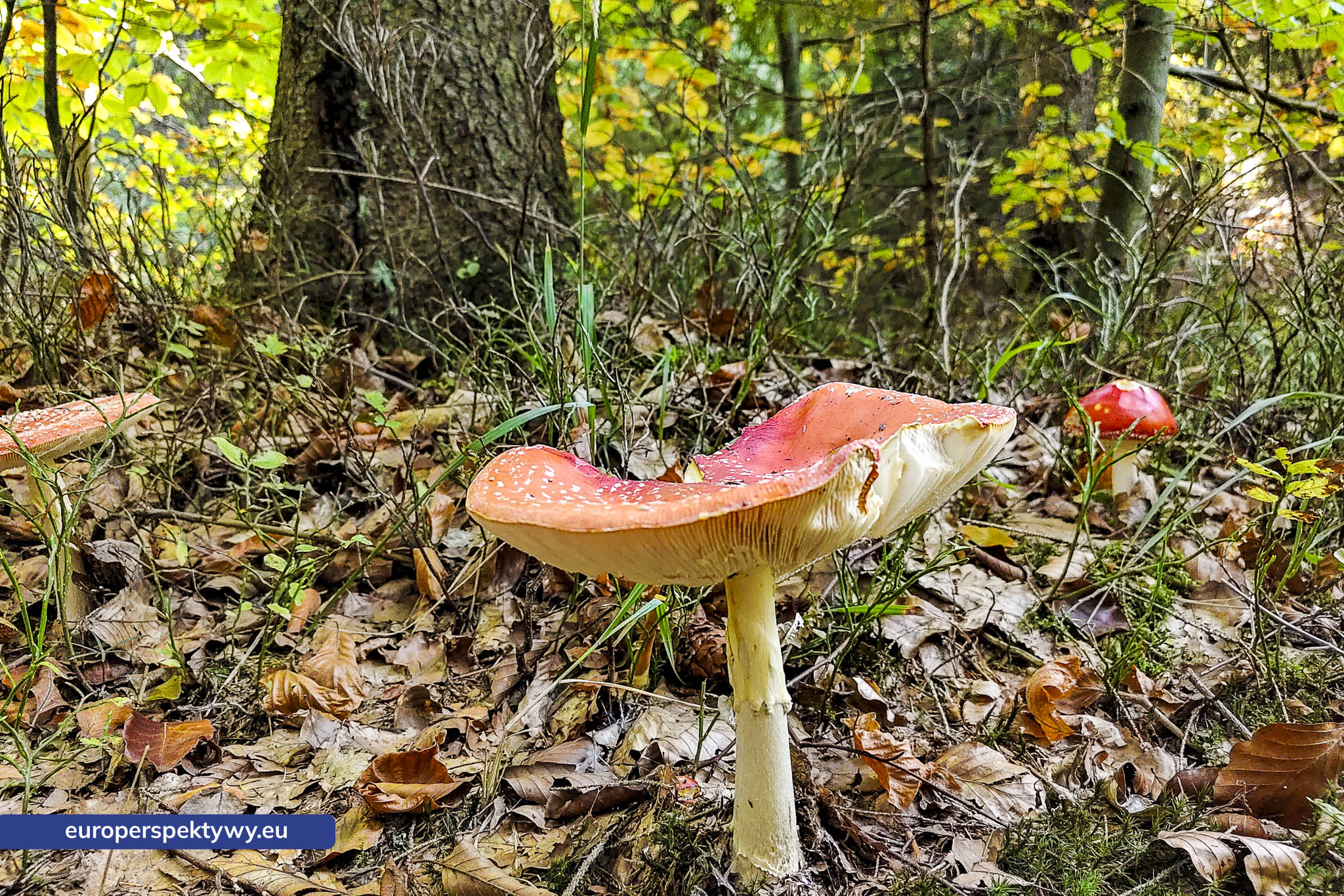 Europerspektywy Grzyby w lesie – bogactwo natury i ważny element bioróżnorodności [fotoreportaż]