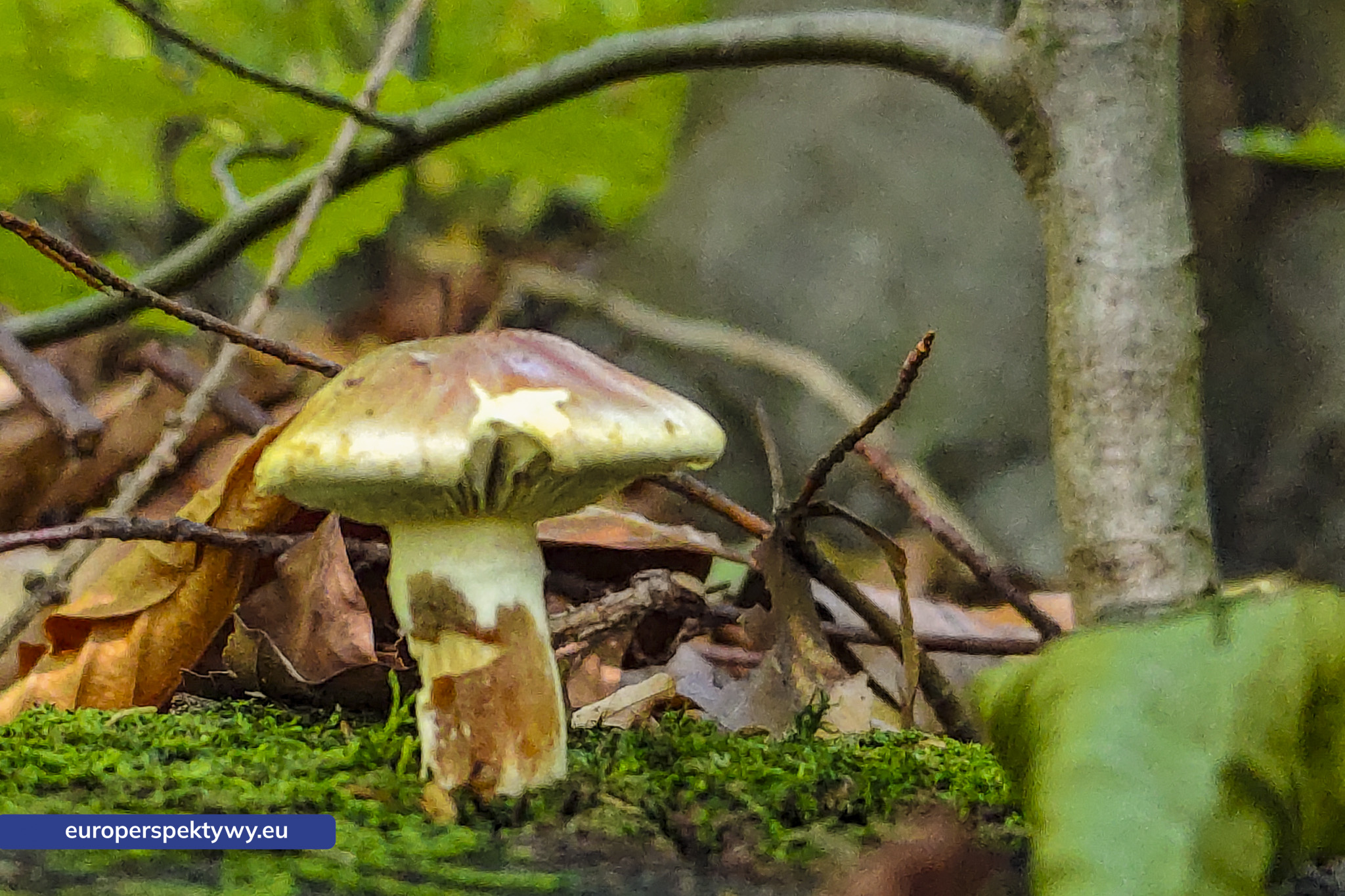 Europerspektywy Grzyby w lesie – bogactwo natury i ważny element bioróżnorodności [fotoreportaż]
